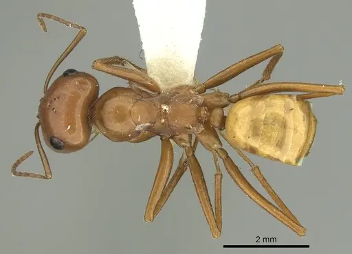 Pheidole lutea specimen CASENT0280329 image casent0280329_1