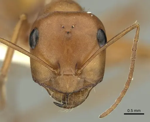 Pheidole lutea specimen CASENT0280329 image casent0280329_2