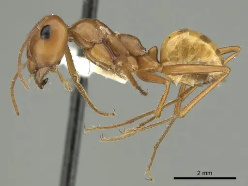 Pheidole lutea specimen CASENT0280329 image casent0280329_3