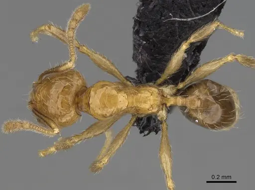 Pheidole lutea specimen CASENT0485689 image casent0485689_1