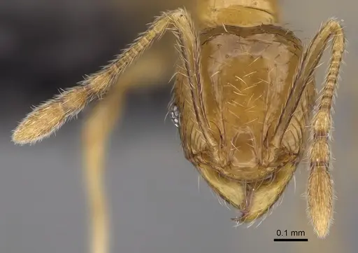 Pheidole lutea specimen CASENT0485689 image casent0485689_2