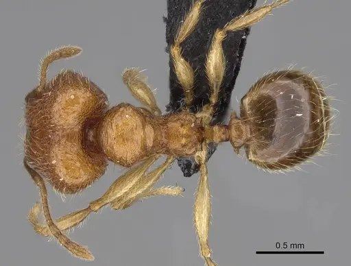 Pheidole lutea specimen CASENT0485691 image casent0485691_1
