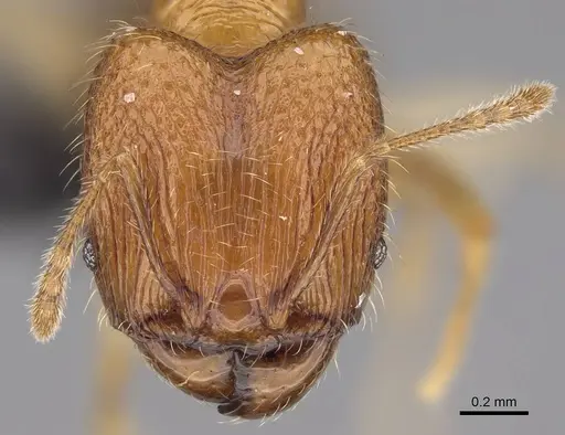 Pheidole lutea specimen CASENT0485691 image casent0485691_2