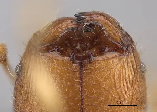 Pheidole lutea specimen CASENT0485691 image casent0485691_3