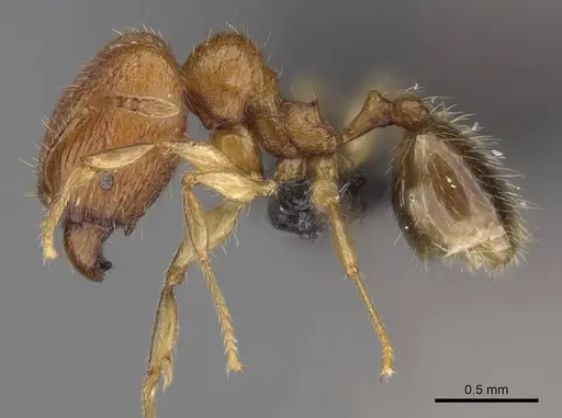 Pheidole lutea specimen CASENT0485691 image casent0485691_4