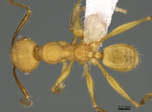 Pheidole luteagossamer specimen CASENT0619482 image casent0619482_1