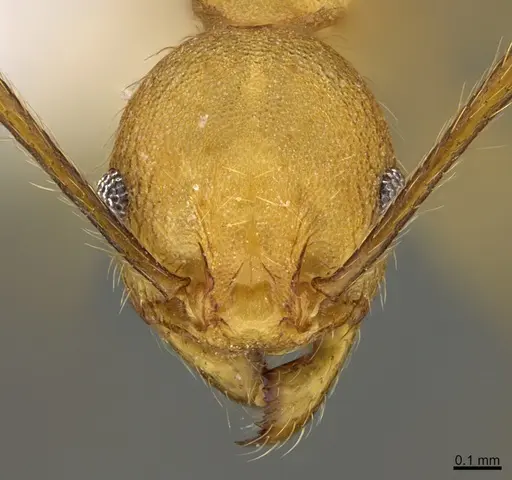 Pheidole luteagossamer specimen CASENT0619482 image casent0619482_2