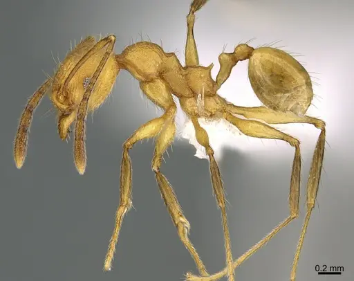 Pheidole luteagossamer specimen CASENT0619482 image casent0619482_3