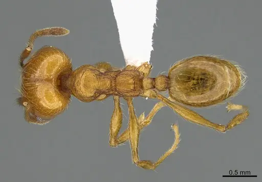 Pheidole luteagossamer specimen CASENT0619721 image casent0619721_1