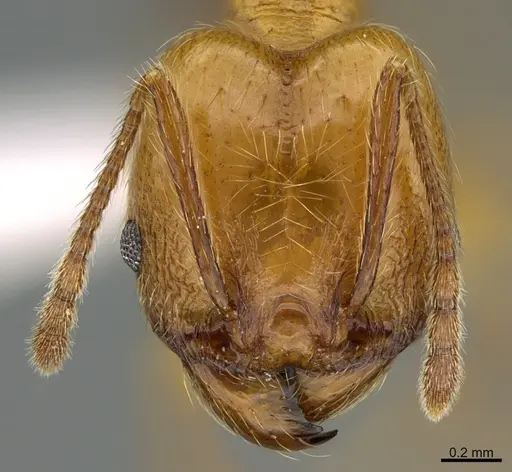 Pheidole luteagossamer specimen CASENT0619721 image casent0619721_2