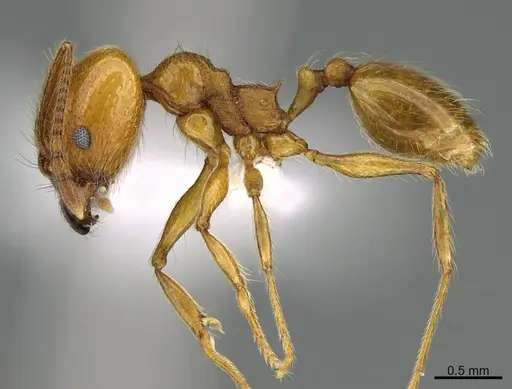 Pheidole luteagossamer specimen CASENT0619721 image casent0619721_3