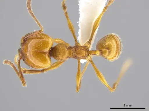 Pheidole luteagossamer specimen CASENT0628292 image casent0628292_1