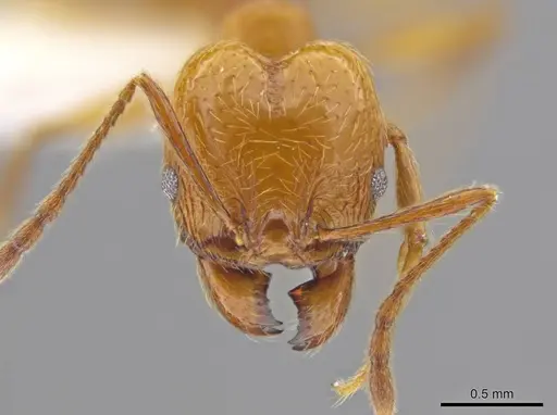 Pheidole luteagossamer specimen CASENT0628292 image casent0628292_2