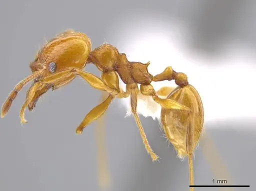 Pheidole luteagossamer specimen CASENT0628292 image casent0628292_3