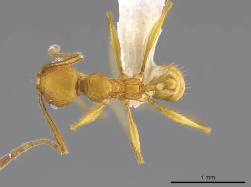 Pheidole luteagossamer specimen CASENT0628293 image casent0628293_1