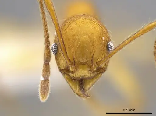 Pheidole luteagossamer specimen CASENT0628293 image casent0628293_2