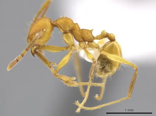 Pheidole luteagossamer specimen CASENT0628293 image casent0628293_3