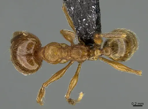 Pheidole luteagossamer specimen CASENT0635860 image casent0635860_1