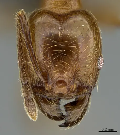 Pheidole luteagossamer specimen CASENT0635860 image casent0635860_2