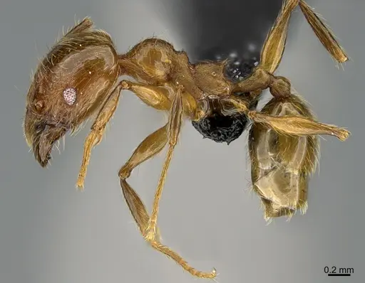 Pheidole luteagossamer specimen CASENT0635860 image casent0635860_3