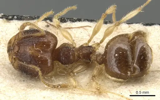 Pheidole luteipes specimen CASENT0904226 image casent0904226_1