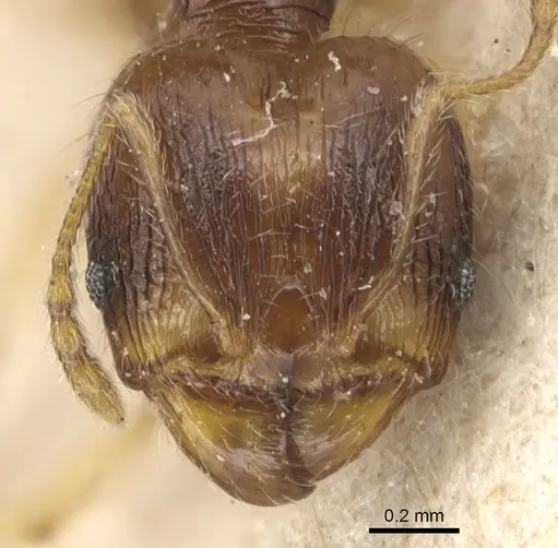 Pheidole luteipes specimen CASENT0904226 image casent0904226_2