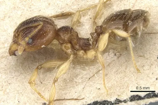 Pheidole luteipes specimen CASENT0904226 image casent0904226_3