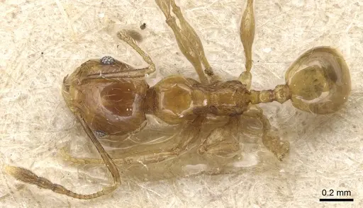 Pheidole luteipes specimen CASENT0904227 image casent0904227_1