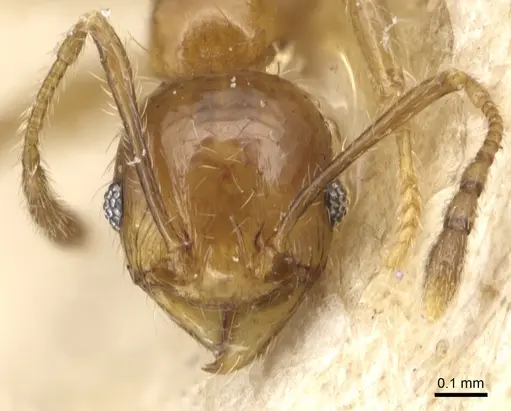 Pheidole luteipes specimen CASENT0904227 image casent0904227_2