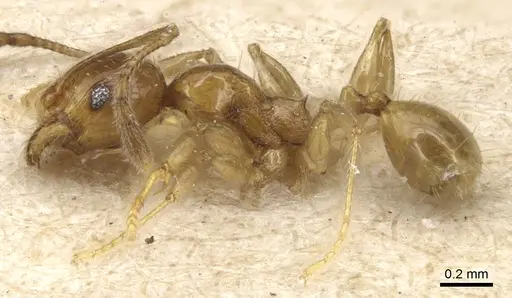 Pheidole luteipes specimen CASENT0904227 image casent0904227_3