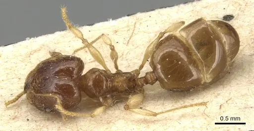 Pheidole luteipes specimen CASENT0904228 image casent0904228_1