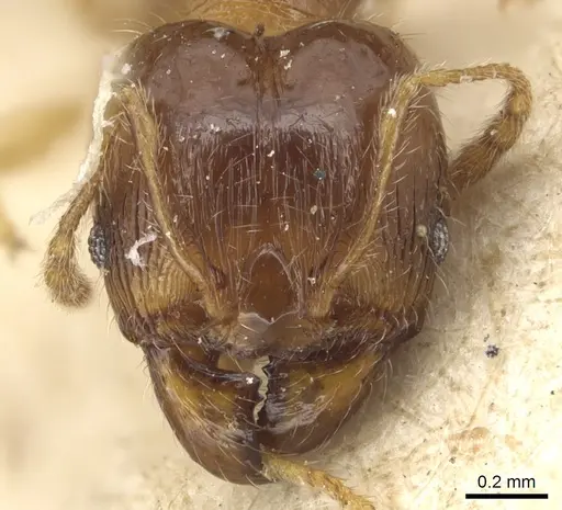 Pheidole luteipes specimen CASENT0904228 image casent0904228_2