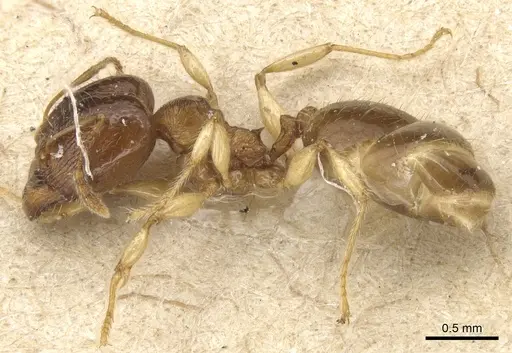 Pheidole luteipes specimen CASENT0904228 image casent0904228_3