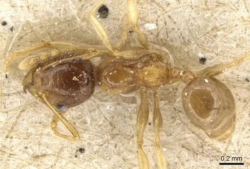 Pheidole luteipes specimen CASENT0904229 image casent0904229_1