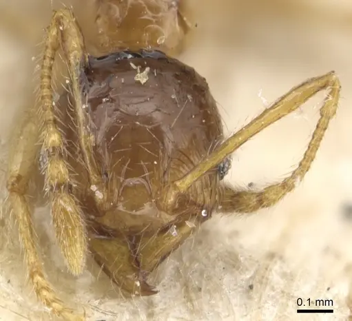 Pheidole luteipes specimen CASENT0904229 image casent0904229_2