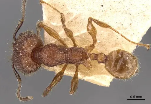 Pheidole lutzi specimen CASENT0908189 image casent0908189_1