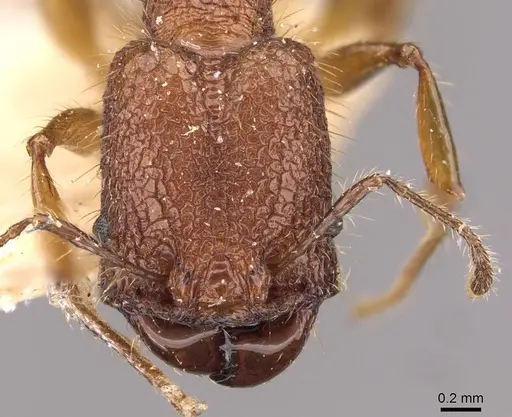 Pheidole lutzi specimen CASENT0908189 image casent0908189_2