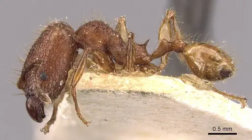 Pheidole lutzi specimen CASENT0908189 image casent0908189_3