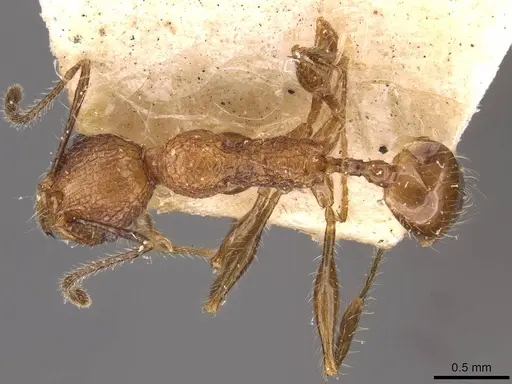 Pheidole lutzi specimen CASENT0908190 image casent0908190_1