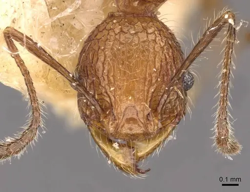Pheidole lutzi specimen CASENT0908190 image casent0908190_2