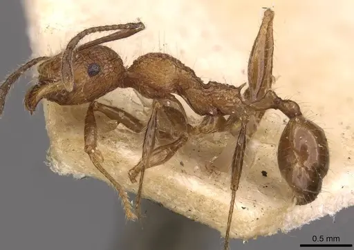Pheidole lutzi specimen CASENT0908190 image casent0908190_3