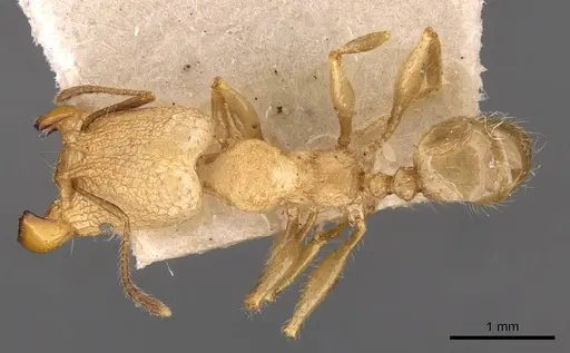 Pheidole lutzi specimen CASENT0908191 image casent0908191_1