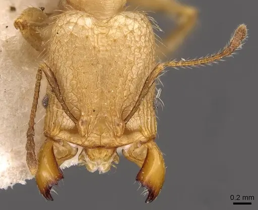 Pheidole lutzi specimen CASENT0908191 image casent0908191_2