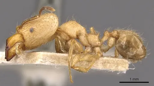 Pheidole lutzi specimen CASENT0908191 image casent0908191_4