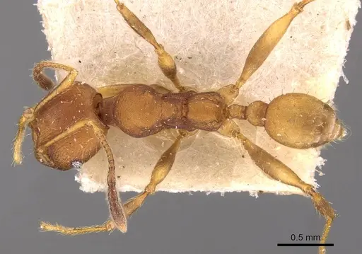 Pheidole lutzi specimen CASENT0908192 image casent0908192_1
