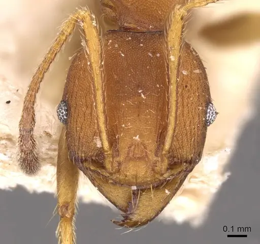 Pheidole lutzi specimen CASENT0908192 image casent0908192_2