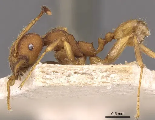 Pheidole lutzi specimen CASENT0908192 image casent0908192_3