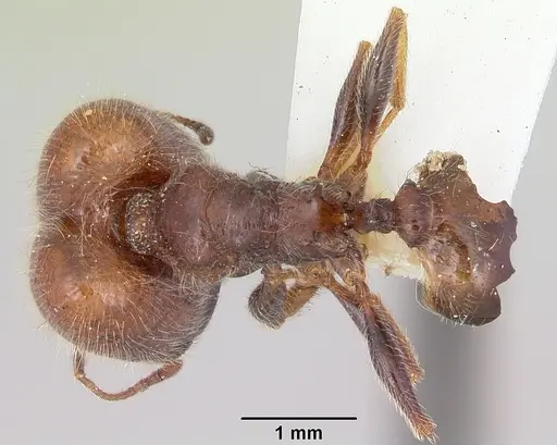 Pheidole macclendoni specimen CASENT0103140 image casent0103140_1