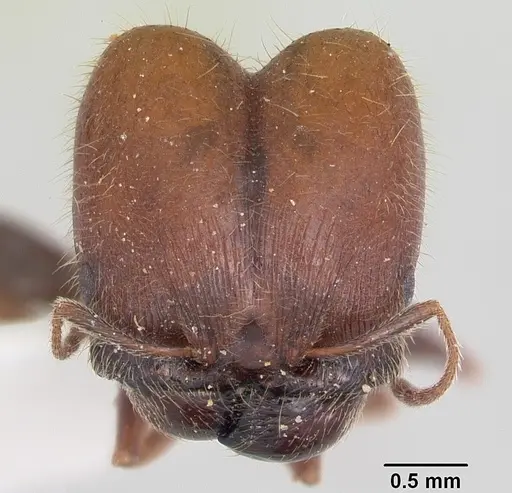 Pheidole macclendoni specimen CASENT0103140 image casent0103140_2