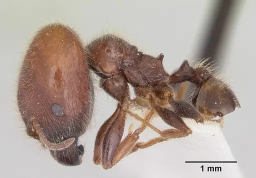 Pheidole macclendoni specimen CASENT0103140 image casent0103140_3